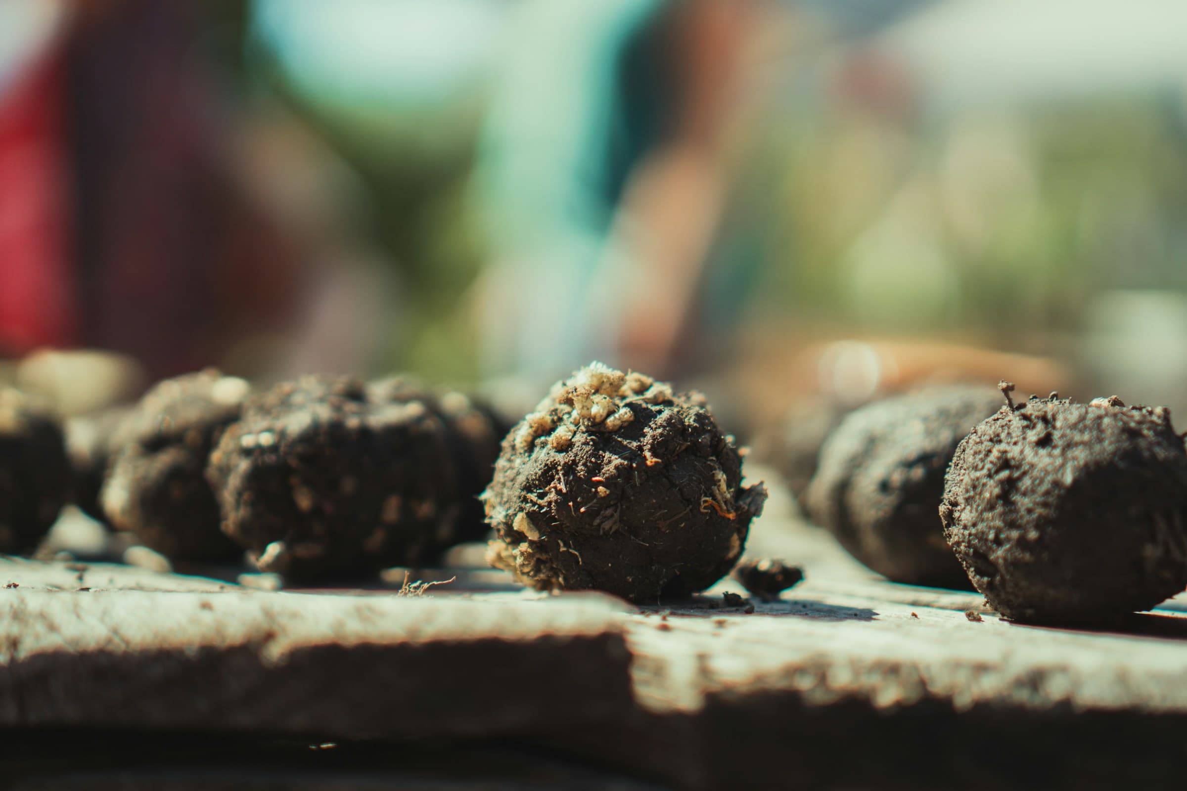 Seed Bombs Tanzania