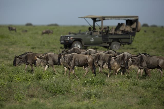 Namiri Plains Image