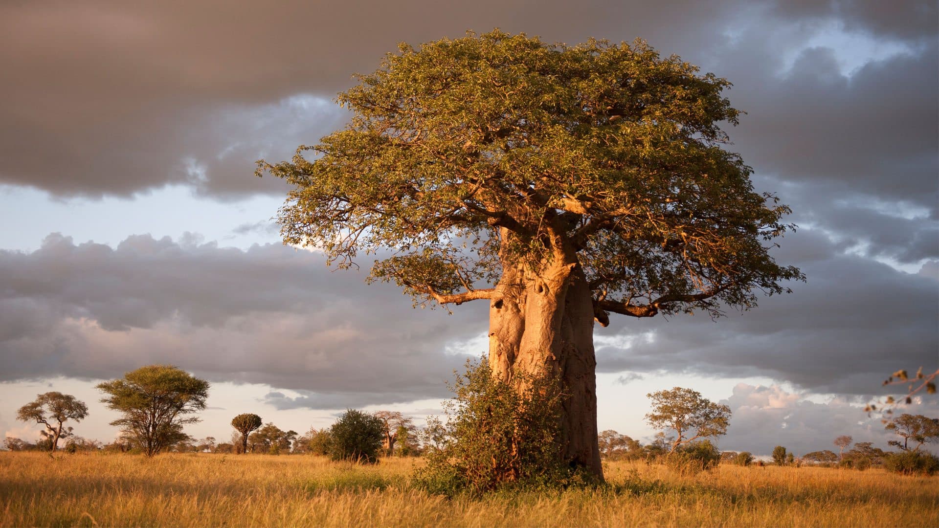 Baobab tree in Tarangire